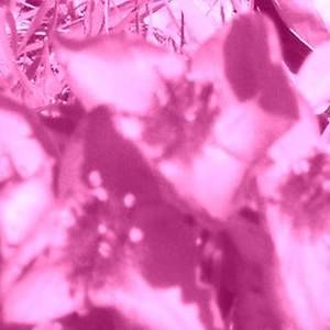 Meet your Posher, Angelia